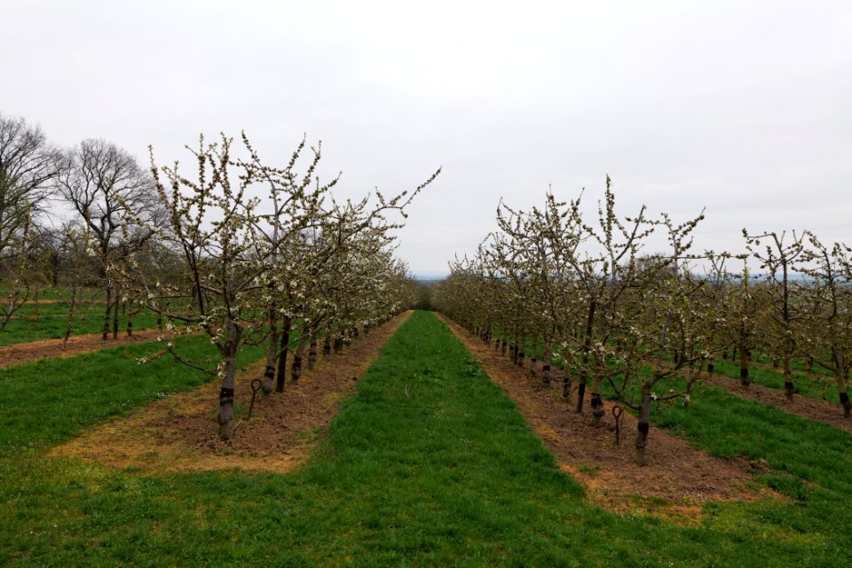 Orchard Ockstadt 2021-04-02 39