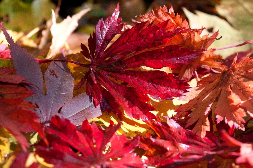Red violet orange