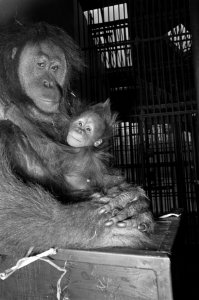 Orang Oetan baby Njonja wordt morgen in Artis drie maanden oud. Hier samen met, Bestanddeelnr 919-7919