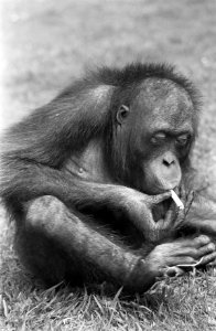 Orang Oetan Rina in Artis rookt sigaretje, Bestanddeelnr 921-4111