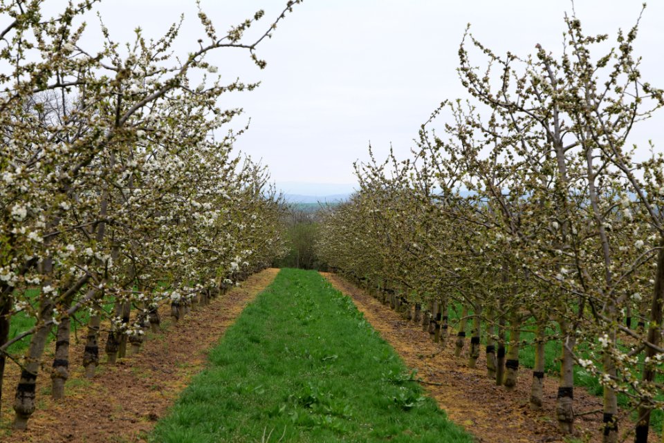 Orchard Ockstadt 2021-04-02 41