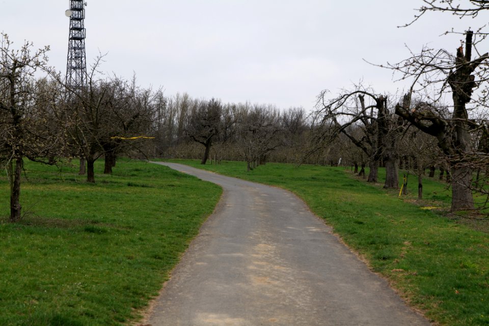 Orchard Ockstadt 2021-04-02 36