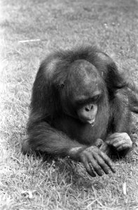 Orang Oetan Rina in Artis rookt sigaretje, Bestanddeelnr 921-4110