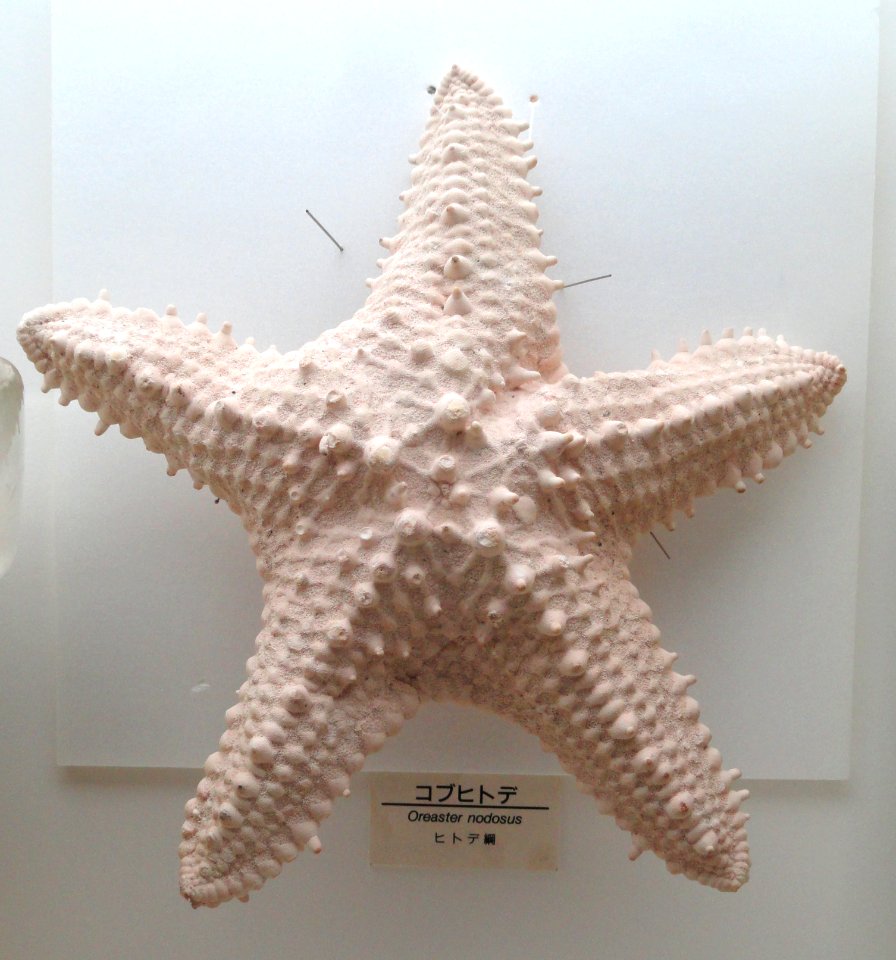 Oreaster nodosus - Osaka Museum of Natural History - DSC07831