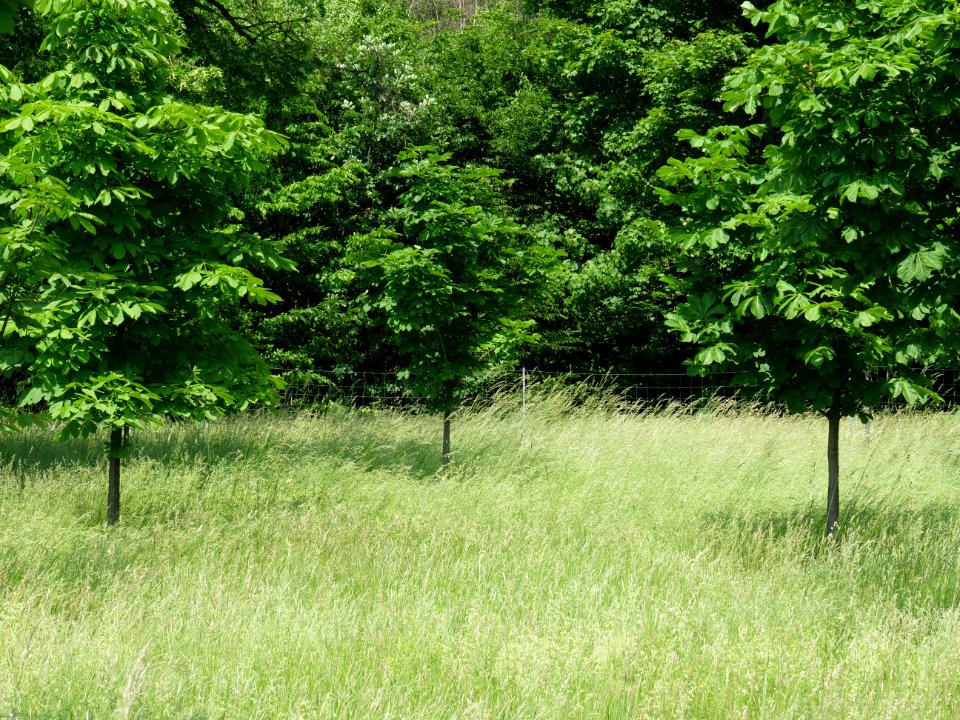 Orchard Proschim 2019-06-05 04
