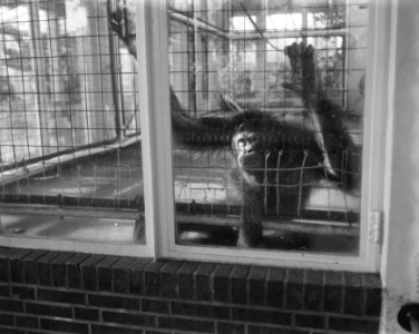 Orang Oetan Sarina in Artis, Bestanddeelnr 909-9741