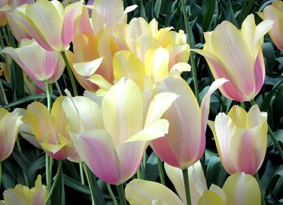 Bulb bulbs spring
