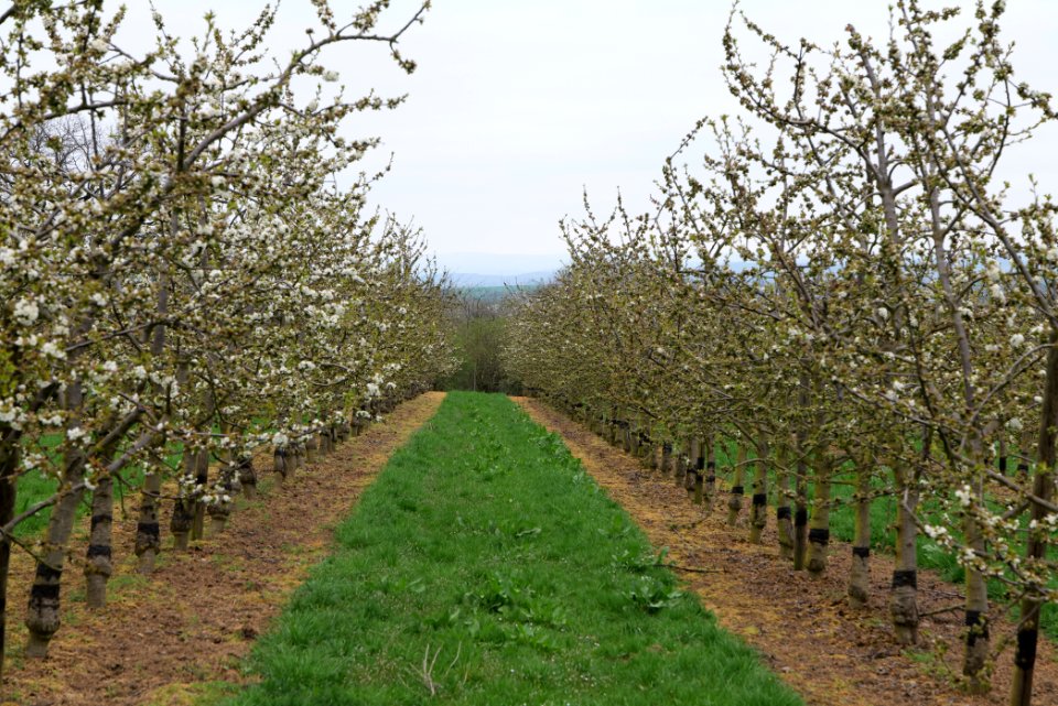 Orchard Ockstadt 2021-04-02 40