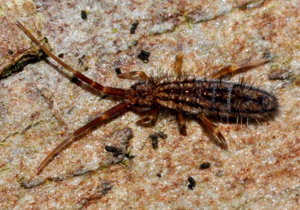 Orchesella-quinquefasciata-01-fws
