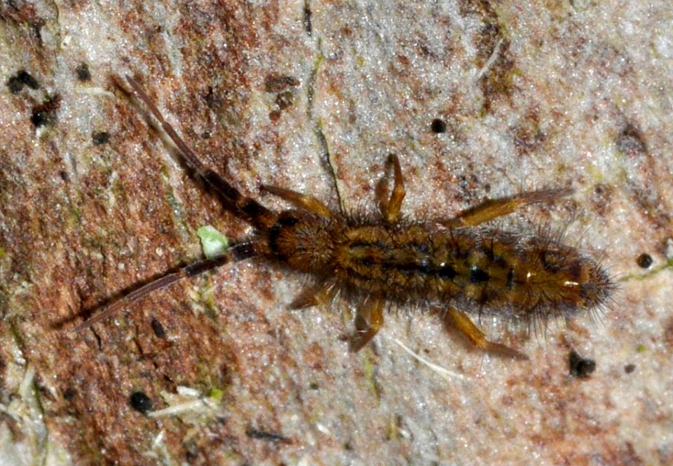 Orchesella-quinquefasciata-03-fws