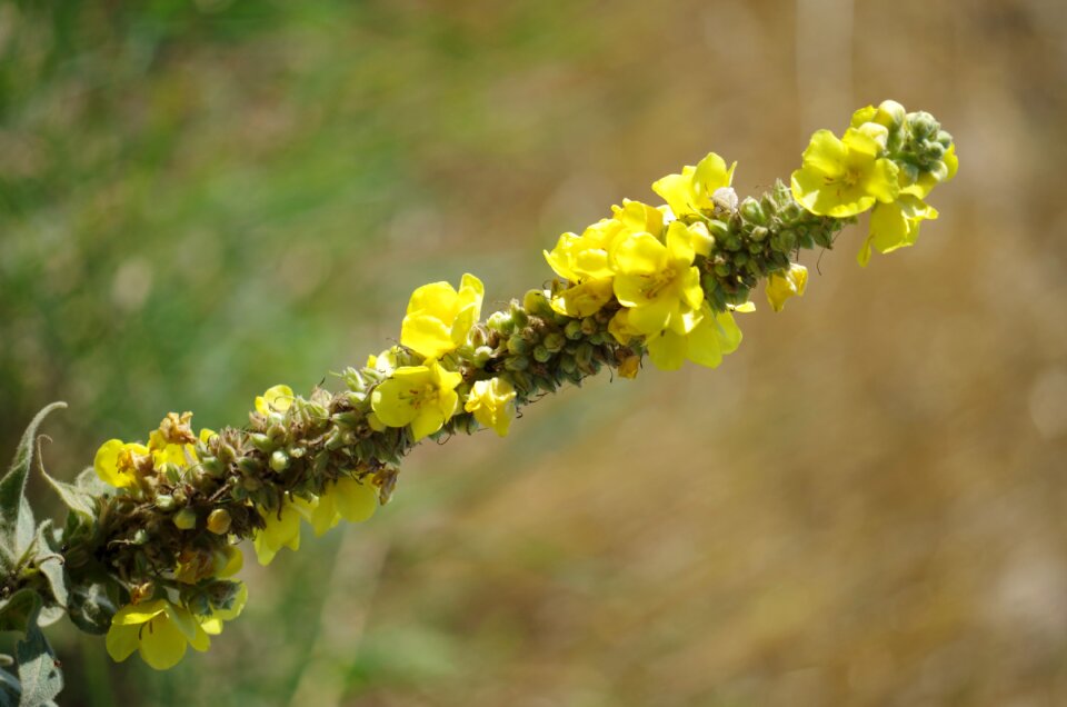 Drugs plant meadow flowers