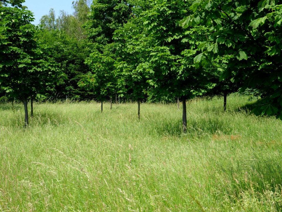 Orchard Proschim 2019-06-05 03