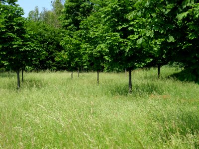 Orchard Proschim 2019-06-05 03