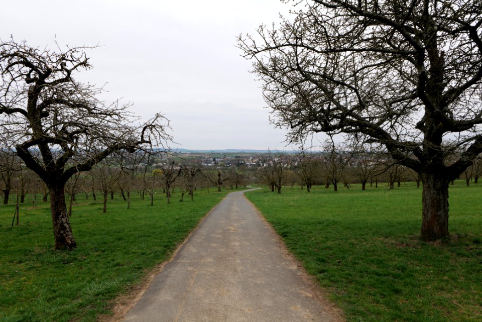 Orchard Ockstadt 2021-04-02 37