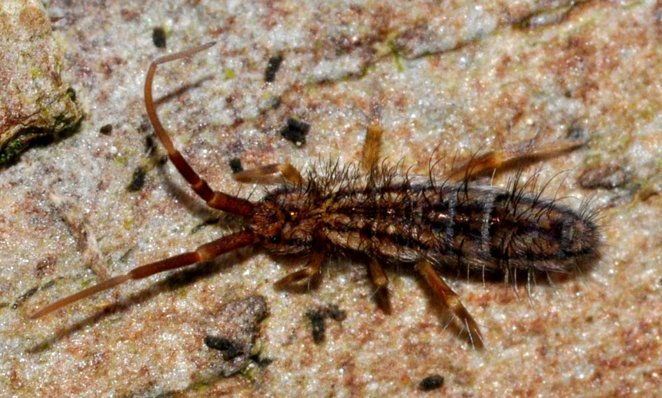 Orchesella-quinquefasciata-02-fws