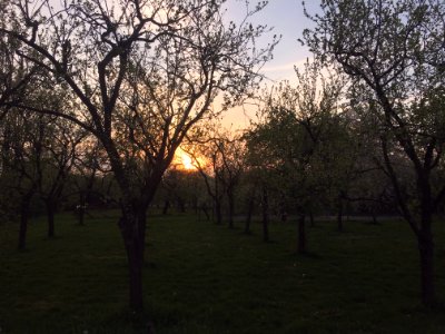 Orchards in Bemmell photo
