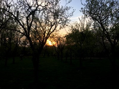 Orchards (Bemmell, Lingewaard) photo