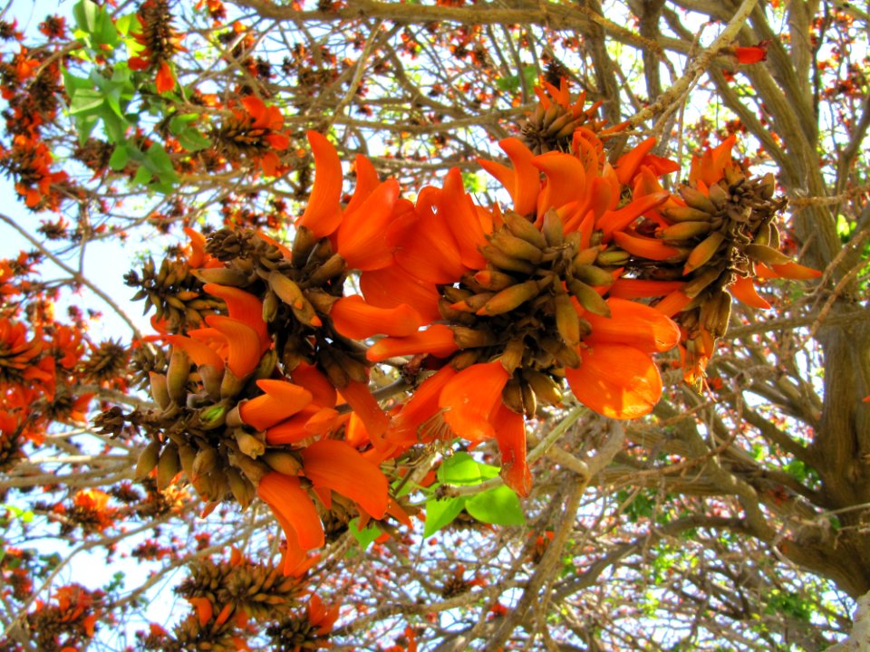 Orange leaves on a tree