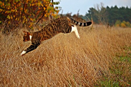 Jump mackerel grass photo