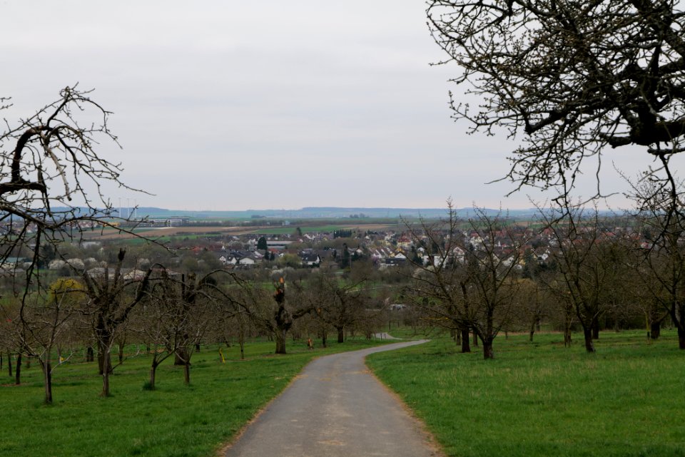 Orchard Ockstadt 2021-04-02 38