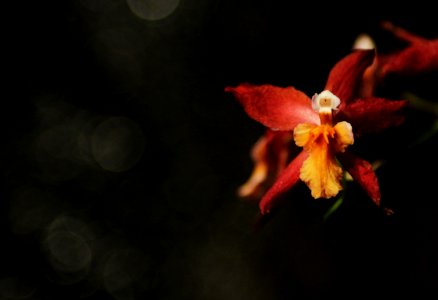 Orange orchid - Public Domain