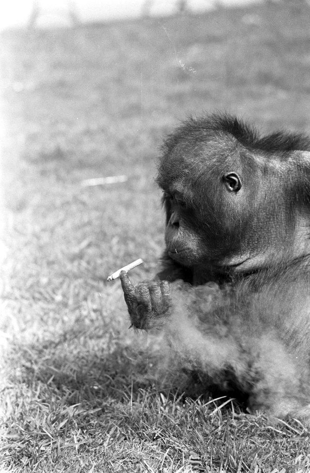 Orang Oetan Rina in Artis rookt sigaretje, Bestanddeelnr 921-4108