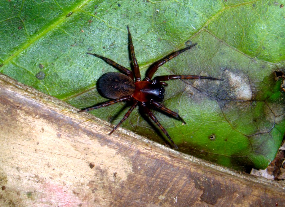 Oramia chathamensis 2229682