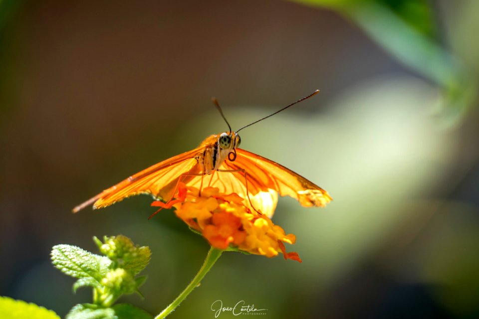 Orange (220953763)