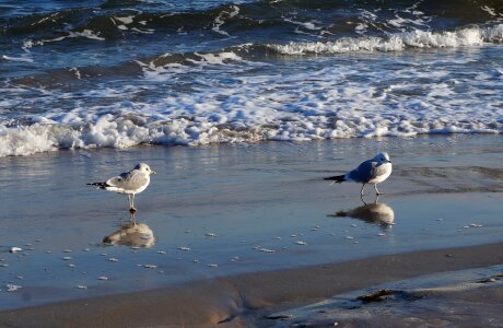 The seagulls sea beach photo