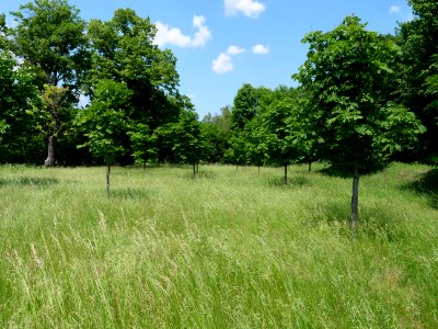 Orchard Proschim 2019-06-05 02