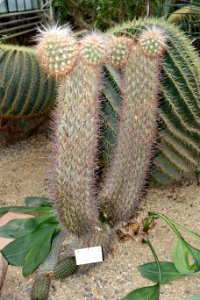 Oreocereus celsianus (Oreocereus maximus) - Botanischer Garten - Heidelberg, Germany - DSC01361