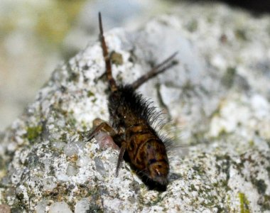 Orchesella-villosa-02-fws