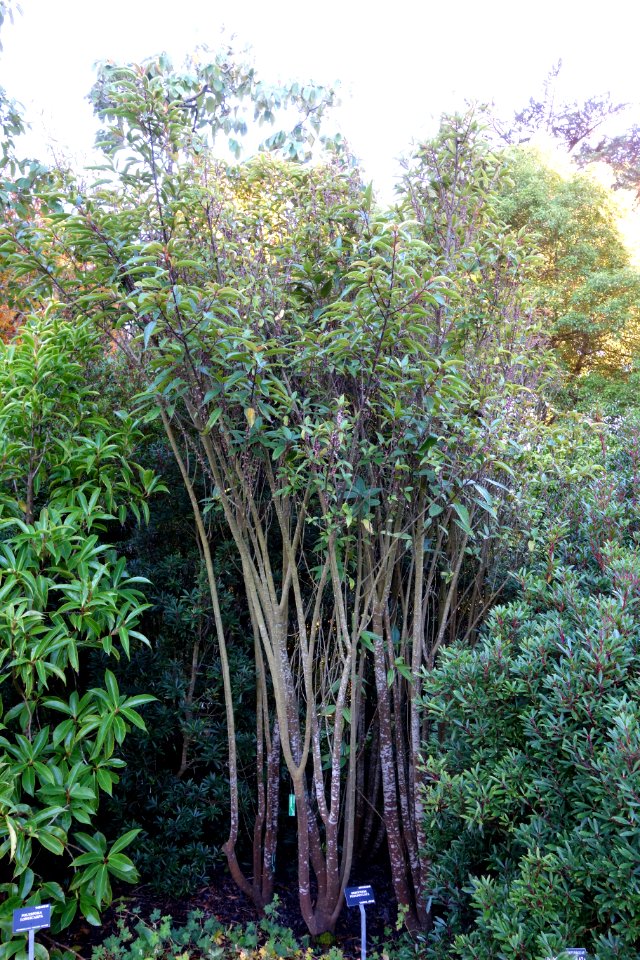 Oreocnide pedunculata - San Francisco Botanical Garden - DSC00069