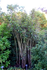Oreocnide pedunculata - San Francisco Botanical Garden - DSC00069