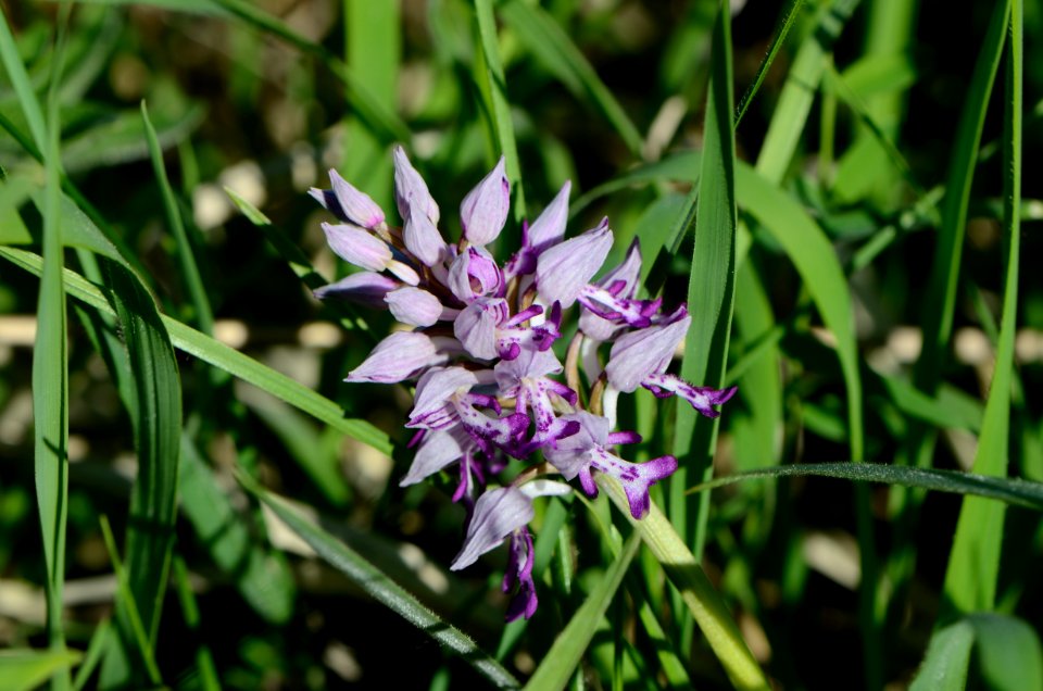 Orchis militaris Anthese