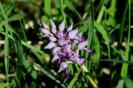 Orchis militaris Anthese