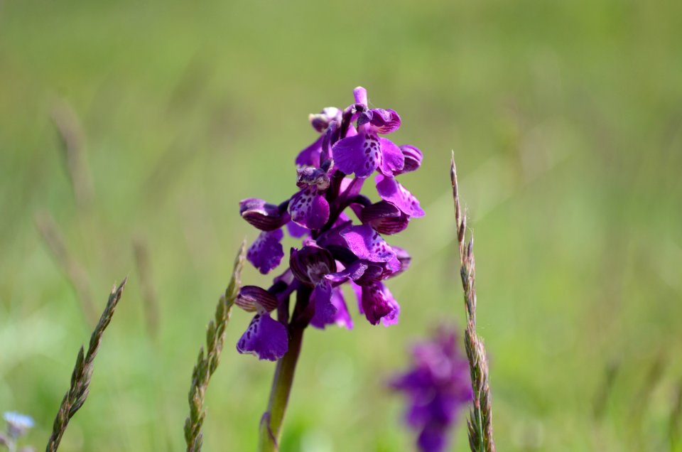 Orchis morio Seewinkel