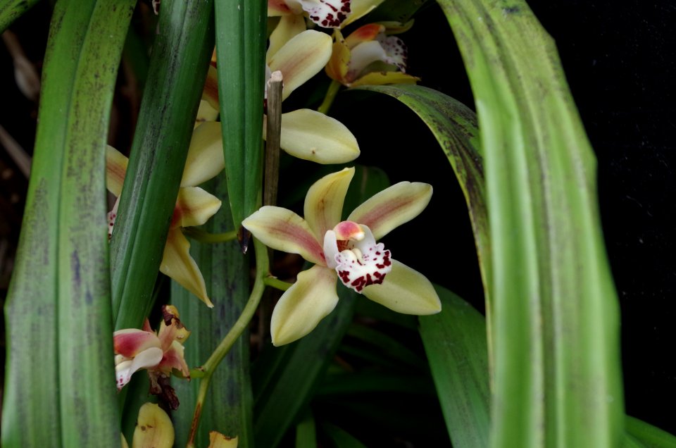 Orchidée - Kew Gardens 3