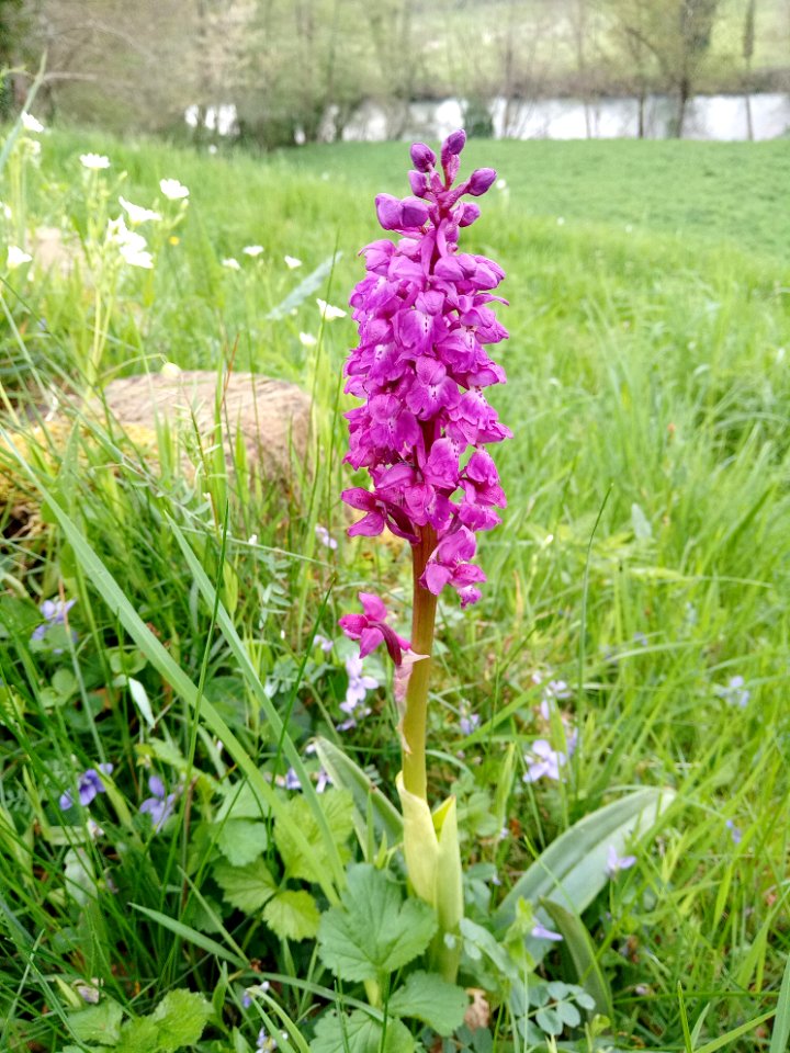 Orchis mâle (Orchis mascula) 02