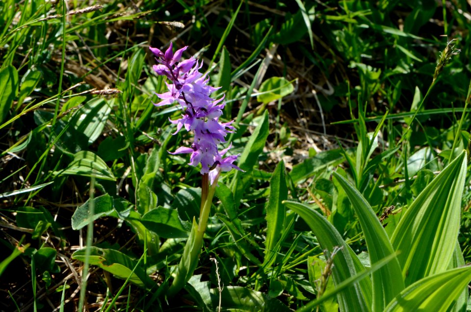 Orchis mascula Habitus