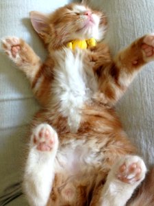 Orange Kitten on its Back