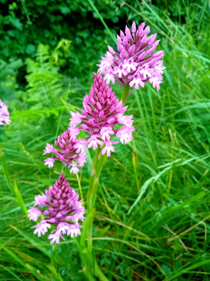 Orchis pyramidal - Ausson 02