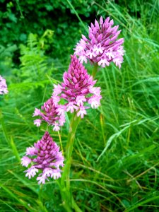 Orchis pyramidal - Ausson 02