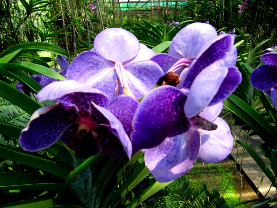 Orchidées de Thailande 03