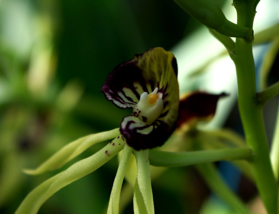 Orchidée bizarre