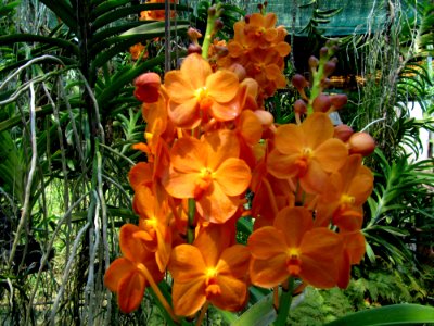Orchidées de Thailande 10