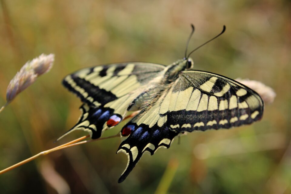 Flying insect animal