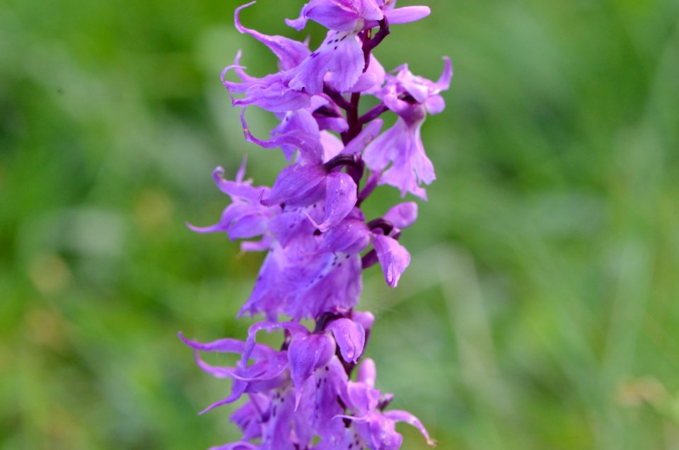 Orchis mascula Anthese 01