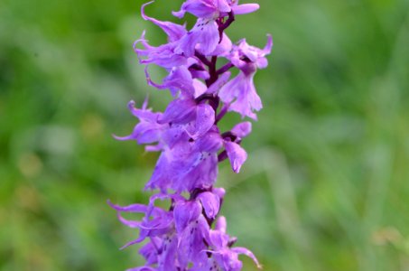 Orchis mascula Anthese 01