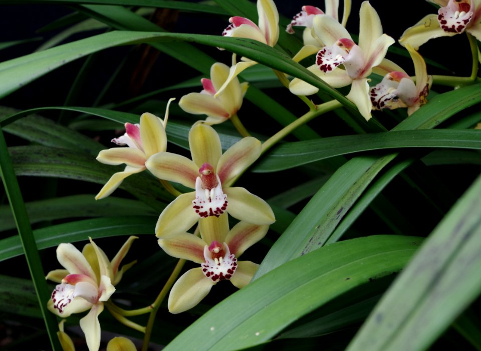 Orchidée - Kew Gardens 2